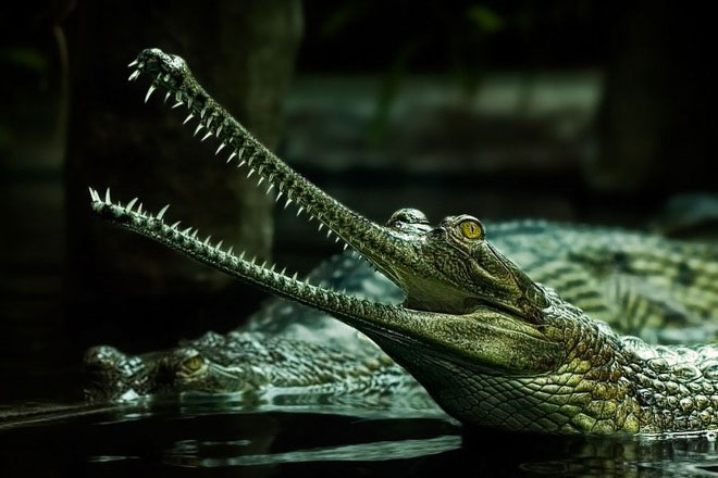 Cá sấu Ấn Độ là loài có nguy cơ tuyệt chủng.