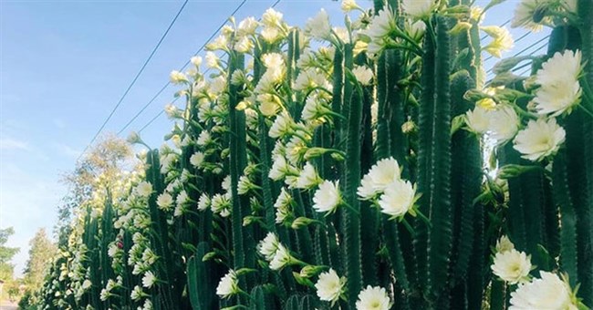 Vì sao cây xương rồng không lá, nhưng vẫn nở hoa cực đẹp?