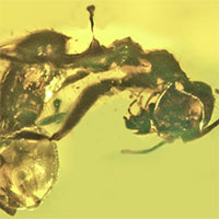 Phát hiện hổ phách kiến chết kẹt cùng nấm ký sinh 50 triệu năm
