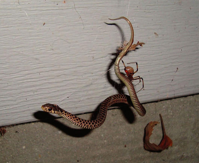 Loài nhện ăn thịt rắn phân bố khắp các lục địa - KhoaHoc.tv