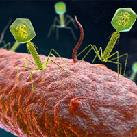 Phát hiện hơn 40.000 virus mới trong ruột người