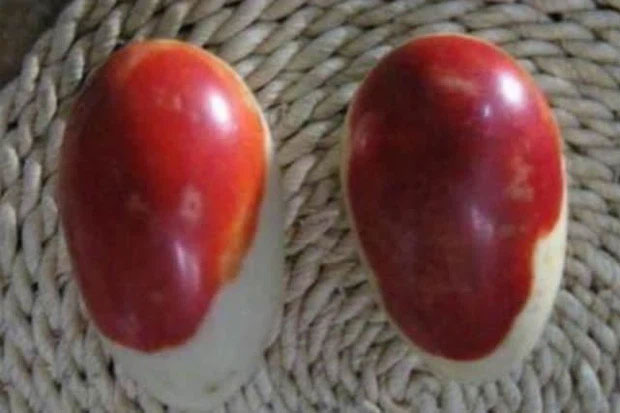 Lão nông đổi đời khi đào trúng hai quả “trứng máu”, chuyên gia định giá lên tới 2,8 tỷ đồng