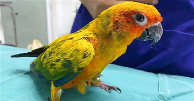 "Siêu trộm vẹt" lén cuỗm sạch kim cương rồi giấu chỗ hiểm khiến chủ mỏi mắt tìm không ra