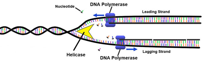 ADN của con người sao chép với tốc độ 50 nucleotide mỗi giây.