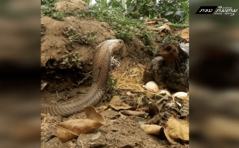 Rắn hổ mang đất tấn công gà mẹ