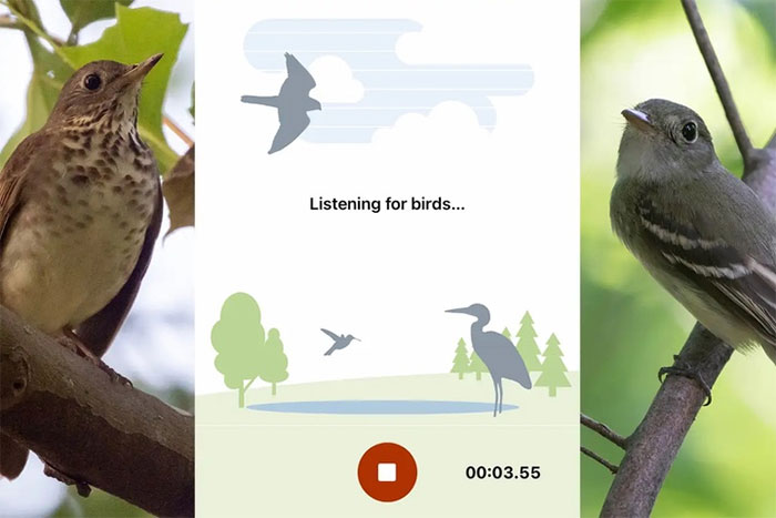 Ứng dụng “Shazam cho chim” nhận diện tiếng hót với độ chính xác không tưởng