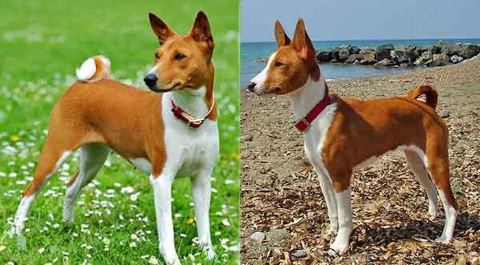 Loài chó không bao giờ sủa, khó đào tạo nhất nhì thế giới