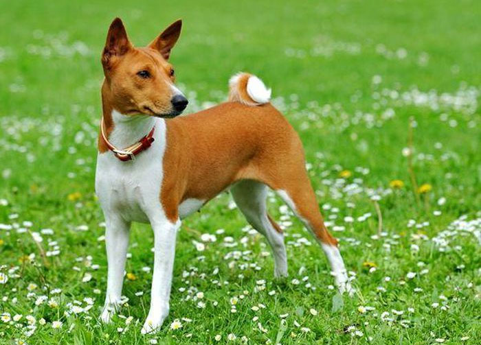 Loài chó không bao giờ sủa, khó đào tạo nhất nhì thế giới