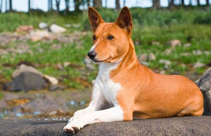 Loài chó không bao giờ sủa, khó đào tạo nhất nhì thế giới