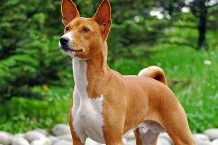 Loài chó không bao giờ sủa, khó đào tạo nhất nhì thế giới