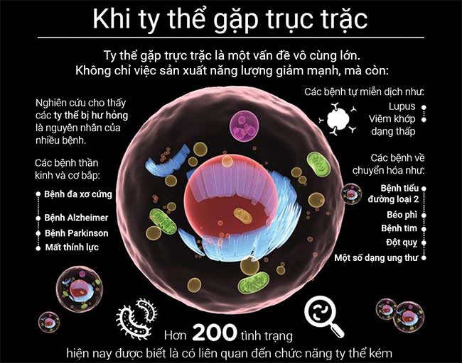 Tìm hiểu ty thể - 