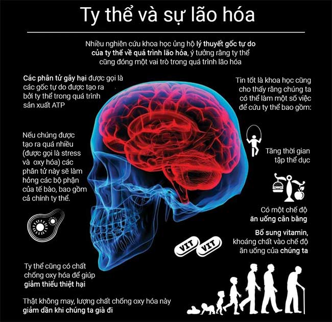 Tìm hiểu ty thể - 