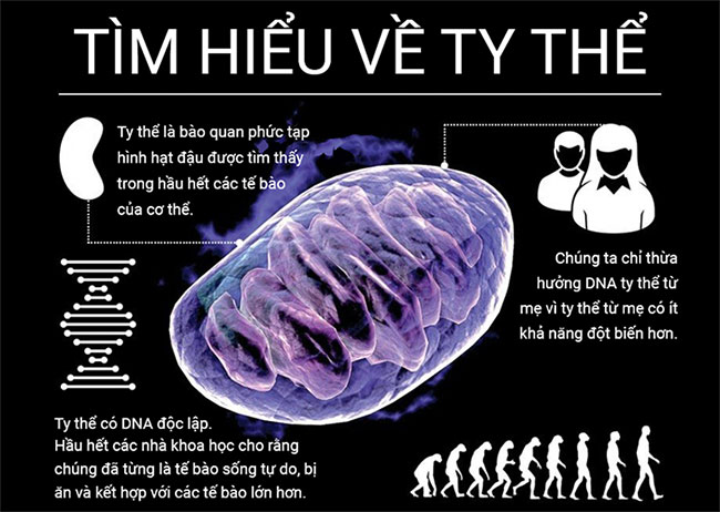 Tìm hiểu ty thể - 