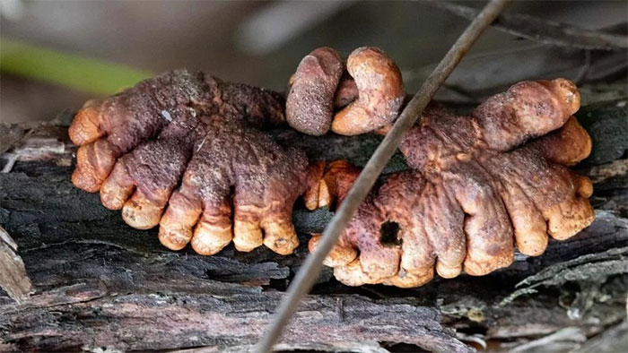 Hình dạng của nó giống những ngón tay người mập mạp bám vào gỗ trong rừng