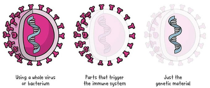 Cách vaccine chiến đấu ngừa Covid-19