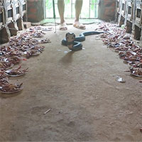 Video: Cận cảnh "bữa tiệc buffet" cầu kỳ, hoành tráng của trang trại với khoảng 1.500 con rắn hổ mang