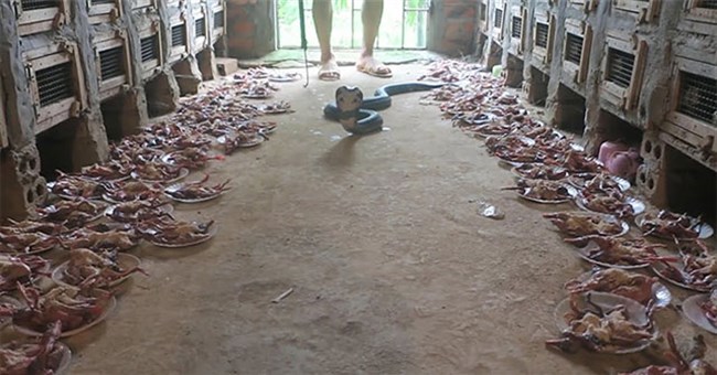 Video: Cận cảnh "bữa tiệc buffet" cầu kỳ, hoành tráng của trang trại với khoảng 1.500 con rắn hổ mang