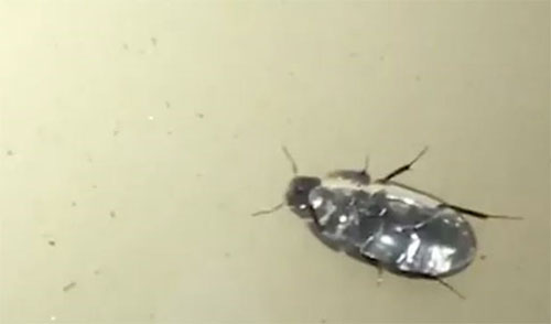 Loài côn trùng kỳ lạ có 'siêu năng lực' di chuyển ở mặt dưới của mặt nước.