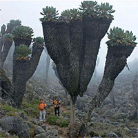 Loại cây kỳ lạ "lai dứa và xương rồng" trên ngọn núi cao nhất châu Phi