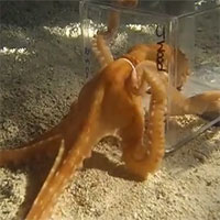 Video: Nhốt bạch tuộc vào hộp kính nhỏ và cái kết đầy bất ngờ