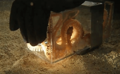 Bạch tuộc bị nhốt trong hộp hẹp.