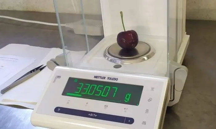  Quả cherry lớn nhất thế giới với trọng lượng 33g. 