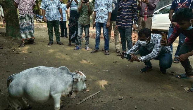 Đám đông kéo đến trang trại tận mắt xem bò tí hon nhỏ nhất thế giới.