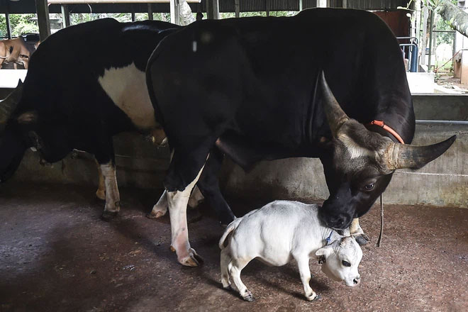 Rani là tên của con bò tí hon.