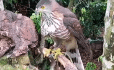 Diều hâu dùng chiếc mỏ sắc nhọn mổ vào mắt và không còn thấy được đường để tấn công