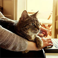 Vì sao mèo thích nằm cạnh laptop, bước qua bàn phím?