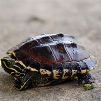 Cảnh báo nuôi rùa làm cảnh có thể rước bệnh vào thân