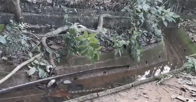 Video: Trăn vua siết chặt cổ hổ mang chúa bên hào nước - kết cục thế nào?