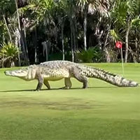 Video: Cá sấu béo múp lừng lững đi dạo quanh sân golf khiến nhiều người choáng váng