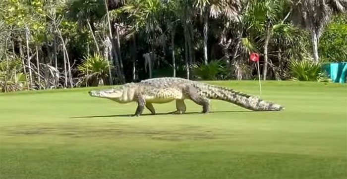 Con cá sấu bình tĩnh đi từng bước qua các lỗ trên sân golf.