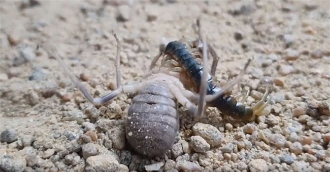 Video: Bọ cạp gió lao vào ăn thua với rết độc, trận chiến sinh tử có kết quả ra sao?