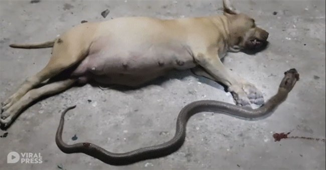 Tại sao khi đối đầu với các loài rắn độc, "vua chó chọi" Pitbull lại thường thất thế hay bị giết chết?