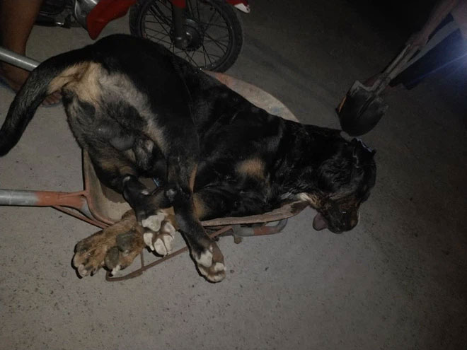 Chó Pitbull ở Nghệ An bị hổ mang đất cắn chết.