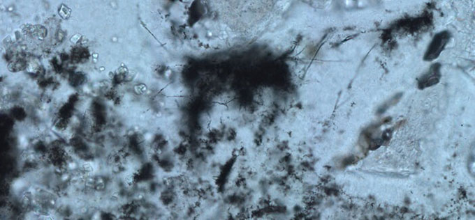 Các vi khuẩn dạng sợi 3,42 tỷ năm tuổi nhìn dưới kính hiển vi quang học.