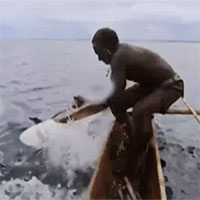 Video "Cuộc đời của Pi'" phiên bản đời thực: Tay không bắt cá mập trên thuyền độc mộc!
