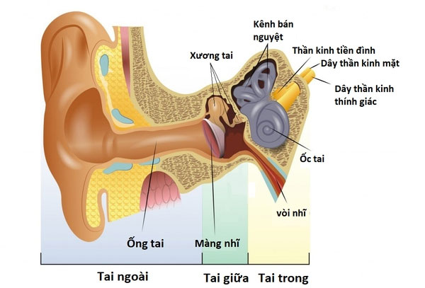 Tại sao một số âm thanh làm cho chúng ta nổi da gà?