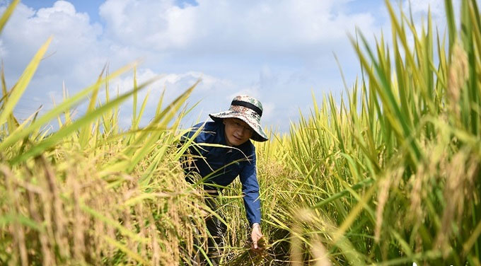 Trung Quốc tiến hành thu hoạch vụ 