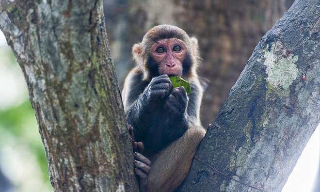 Trung Quốc ghi nhận ca tử vong đầu tiên do virus Monkey B