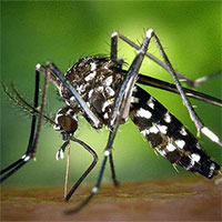 Muỗi hút máu "bợm nhậu" thì có bị say không?