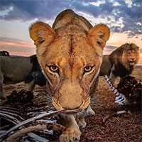 Bức ảnh sư tử kiêu hãnh đứng trên đồi toàn xương như cảnh quay "kinh điển" trong phim Hollywood