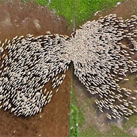 Video: Khoảnh khắc ngoạn mục về đàn cừu nghìn con di chuyển trên cánh đồng