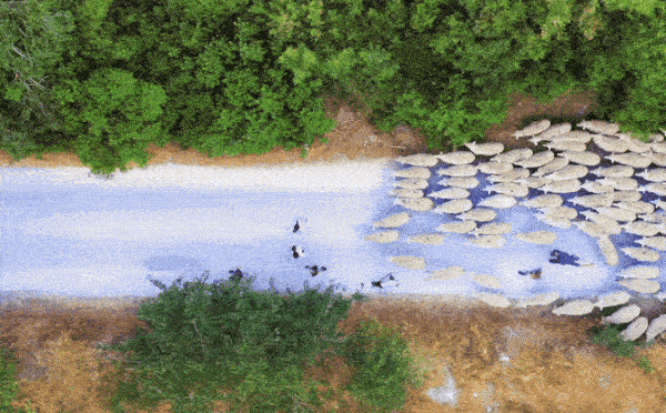 Đàn cừu khoảng 1.000 đến 1.700 con chạy qua các cánh đồng ở khu vực miền bắc Israel.