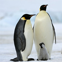Vì sao lông chim cánh cụt không bao giờ bị đông đá?