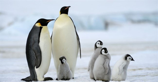 Vì sao lông chim cánh cụt không bao giờ bị đông đá?