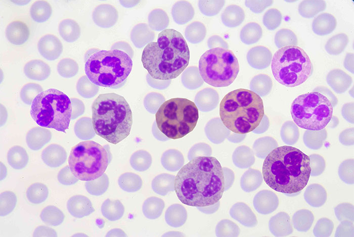 Trong máu luôn có tế bào bạch cầu giám sát toàn bộ cơ thể.