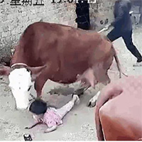 Video: Cháu gái bị bò tấn công, bà lao vào giải cứu và cái kết thót tim